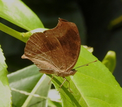 Junonia iphita iphita