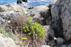 Euphorbia spinosa