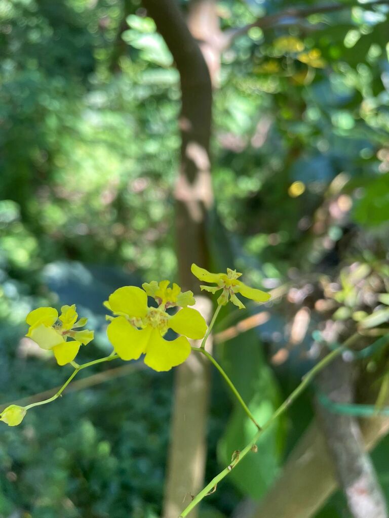 Tolumnia quadriloba