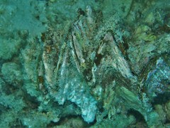 Ostreoidea