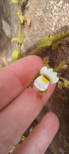 Image of Nemesia Acornis (Nemesia acornis) by (c) Liezl van der Merwe, some rights reserved (CC BY)