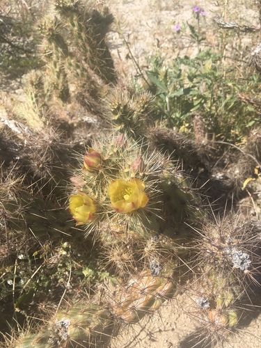 iNaturalist observation photo of chollas