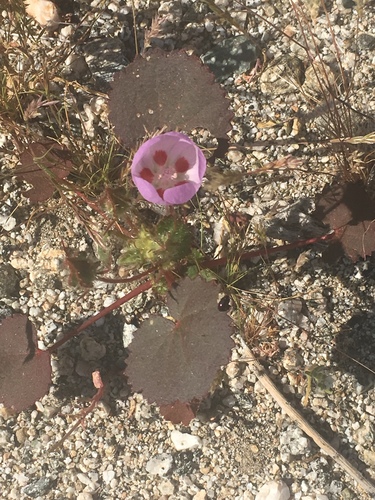 iNaturalist observation photo of desert fivespot