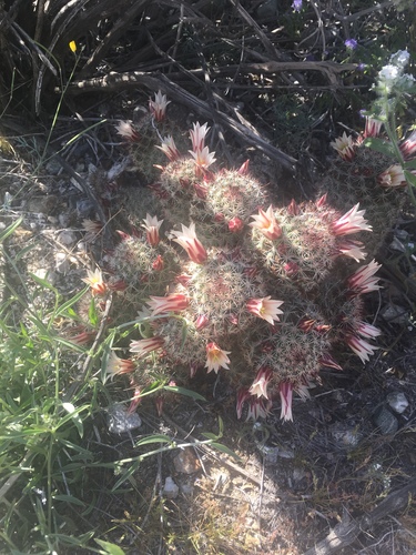 iNaturalist observation photo of Peninsular fishhook cactus