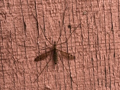 Tipulomorpha