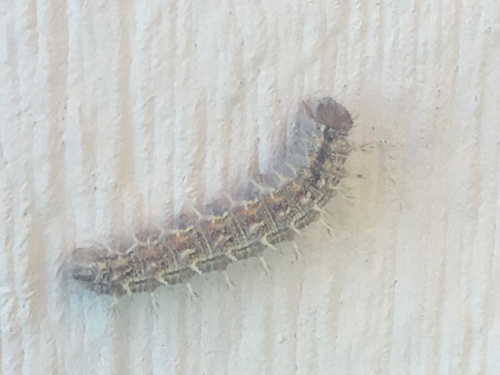 iNaturalist observation photo of Painted Lady