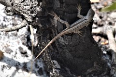 Sceloporus woodi