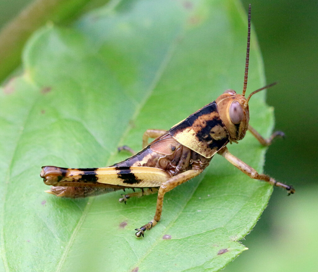 Valanga gohieri