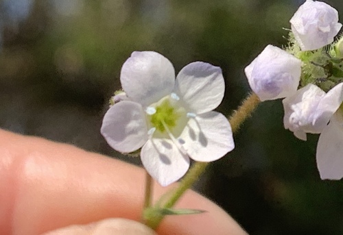Chaparral gilia (Gilia angelensis)