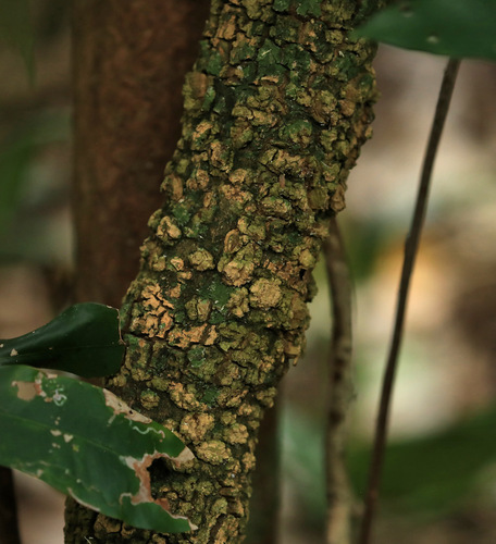 Image of Oncinotis tenuiloba by (c) Wynand Uys, some rights reserved (CC BY)