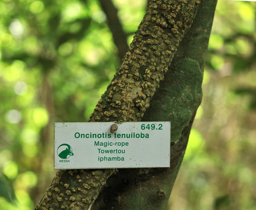 Image of Oncinotis tenuiloba by (c) Wynand Uys, some rights reserved (CC BY)