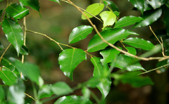 African boxwood (Drypetes gerrardii)
