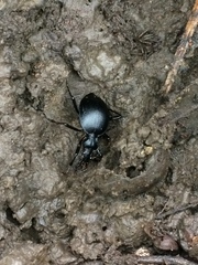 Scaphinotus interruptus