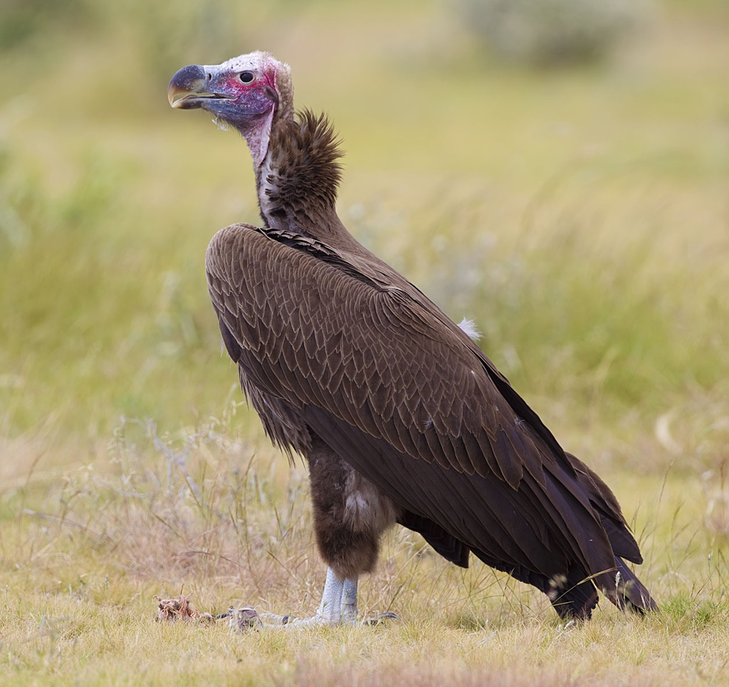 Lappet-faced Vulture (Torgos tracheliotos) photo