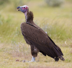 Lappet-faced Vulture - Photo (c) Yathin sk, some rights reserved (CC BY-SA)