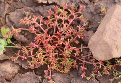 Crassula solieri