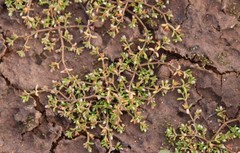 Crassula solieri