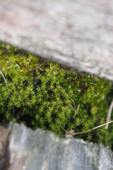 Bryopsida