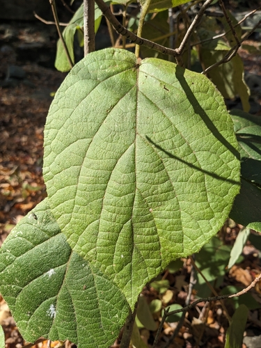 Actinidia chinensis