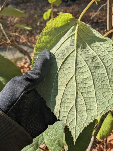 Actinidia chinensis