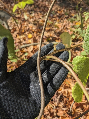 Actinidia chinensis