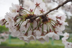 Prunus × yedoensis