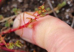 Calandrinia menziesii