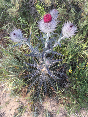 Cirsium occidentale occidentale