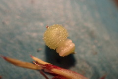 Scleria ciliata