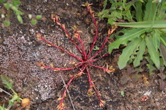 Calandrinia menziesii