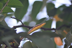 Oxybelis rutherfordi