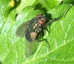Eudasyphora cyanella