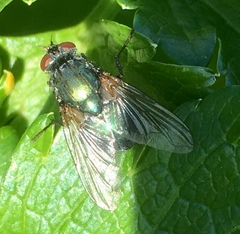 Eudasyphora cyanella