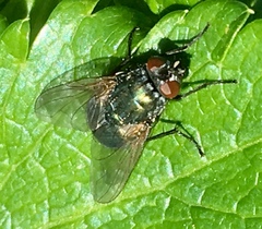Eudasyphora cyanella