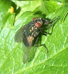 Eudasyphora cyanella