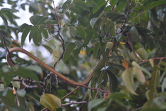 Oxybelis rutherfordi