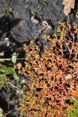 Crassula aquatica