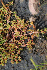 Crassula aquatica