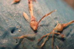 Fimbristylis puberula