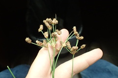 Fimbristylis puberula