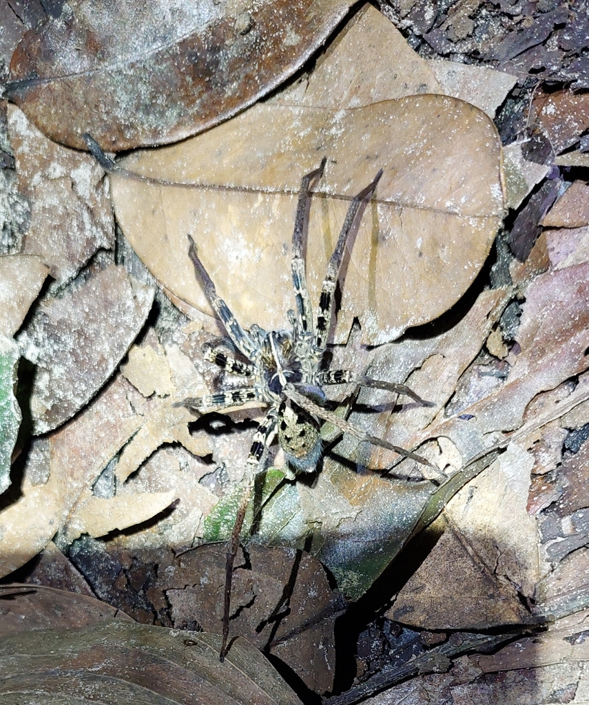 Wandering Spiders from 288C+H8C, République du Congo on November 5 ...