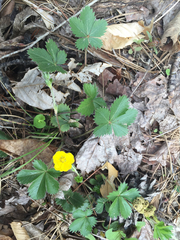 Potentilla simplex