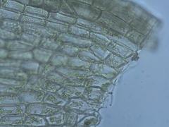 Imbribryum alpinum