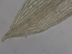 Imbribryum alpinum