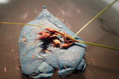 Rhynchospora plumosa