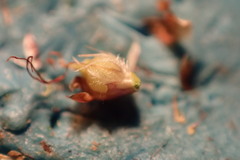 Rhynchospora plumosa