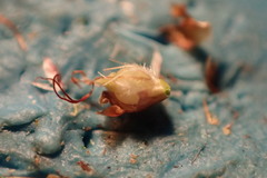 Rhynchospora plumosa