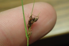 Rhynchospora plumosa