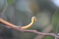 Oxybelis rutherfordi