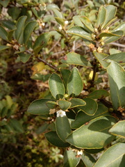 Symplocos theiformis